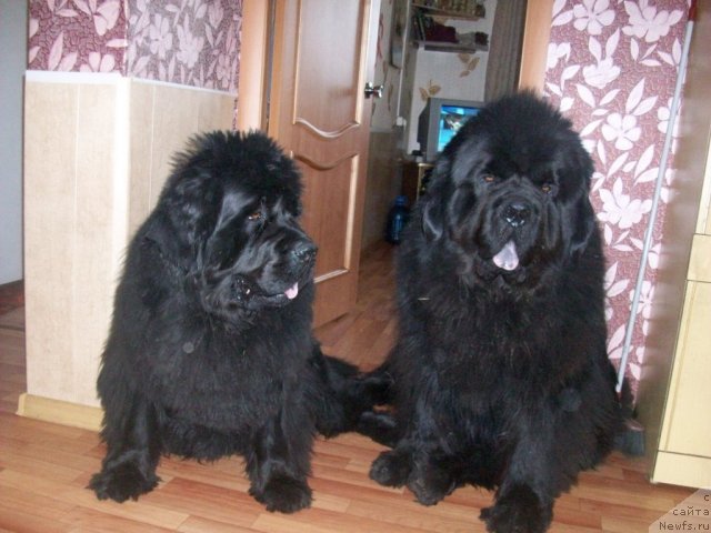 Фото: ньюфаундленд Yarada iz Sibirskoy Glubinki (Ярада из Сибирской Глубинки), ньюфаундленд Karat iz Medvejyego Yara (Карат из Медвежьего Яра)