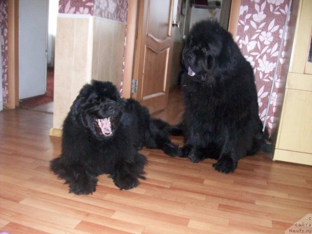 Фотография № 101211