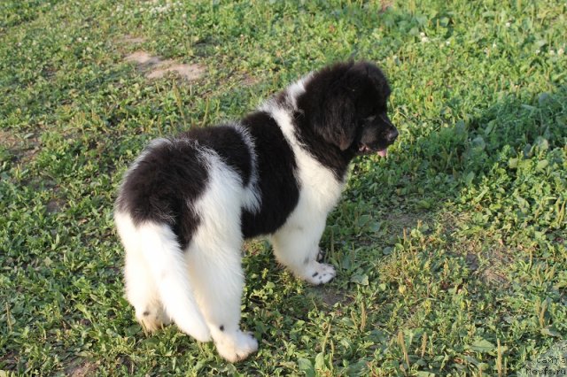 Фото: ньюфаундленд Iskushenie Moey Dushi (Искушение Моей Души)