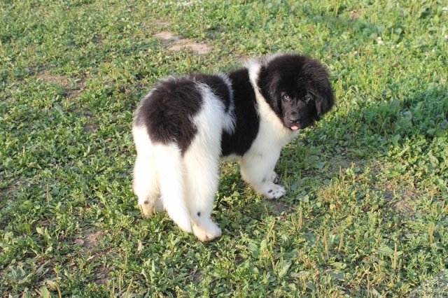 Фото: ньюфаундленд Iskushenie Moey Dushi (Искушение Моей Души)