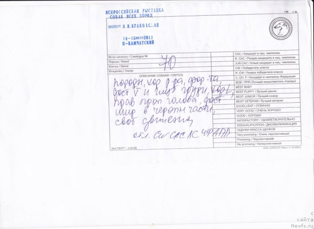 Фото: ньюфаундленд Sent Djons Harebell (Сент Джонс Харебелл)