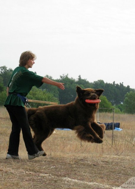 Фото: ньюфаундленд Chernyi Sharm Angel'skaya Krasota (Черный Шарм Ангельская Красота)