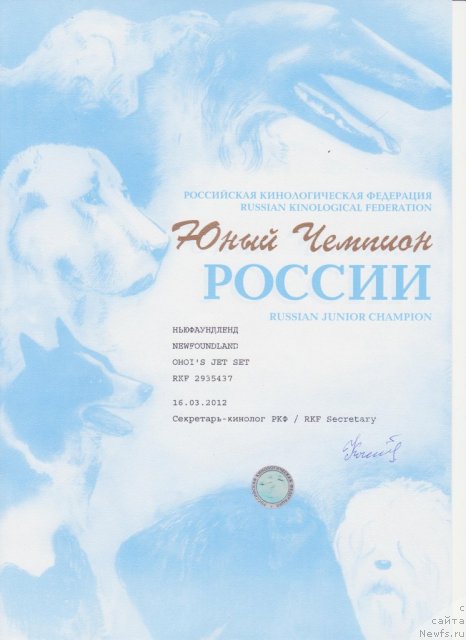 Фото: ньюфаундленд Ohoi's Jet Set
