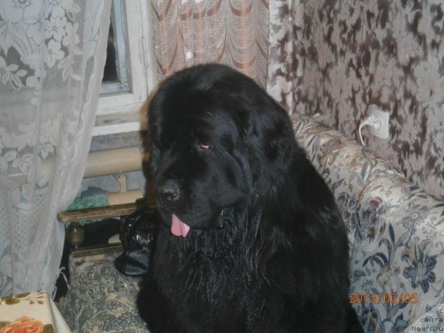 Фото: ньюфаундленд Orman iz Zolotogo Treugol'nika (Орман из Золотого Треугольника)