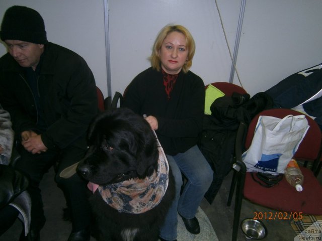 Фото: ньюфаундленд Orman iz Zolotogo Treugol'nika (Орман из Золотого Треугольника)