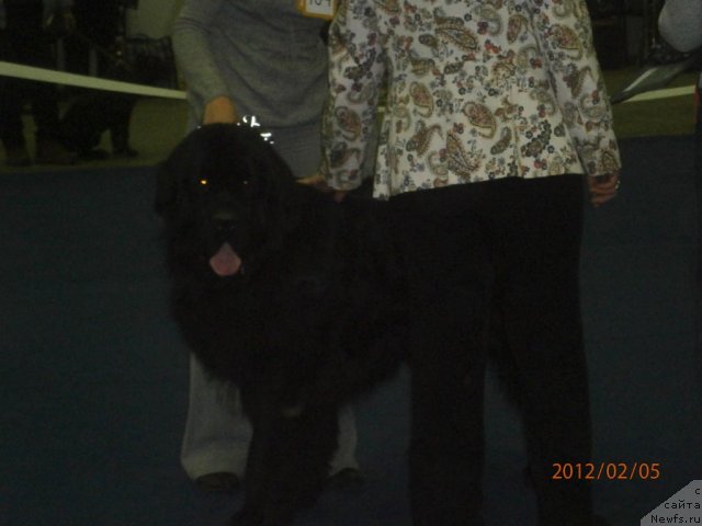 Фото: ньюфаундленд Orman iz Zolotogo Treugol'nika (Орман из Золотого Треугольника)