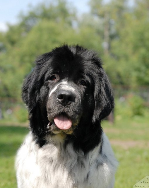 Фотография № 101260