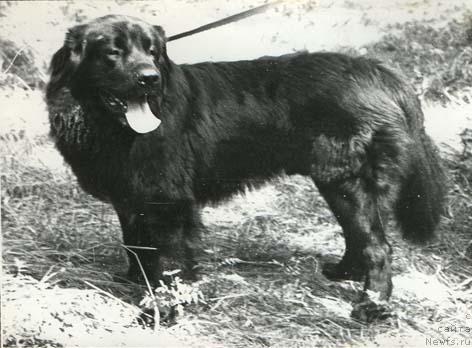 Фото: ньюфаундленд Korsar Key (Корсар Кей)