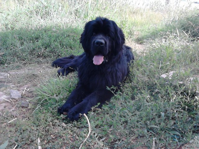 Фото: ньюфаундленд Vom Waterfall Land Ay Todor (Вом Ватерфалл Лэнд Ай Тодор), Elena Gorbunova (Елена Горбунова)