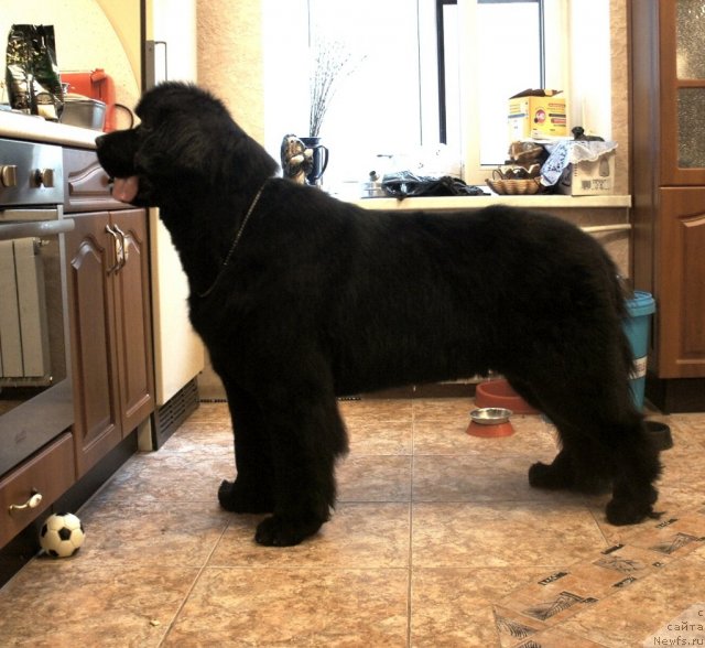 Фото: ньюфаундленд Smigar Greyt Saksyes (Смигар Грейт Саксэс)