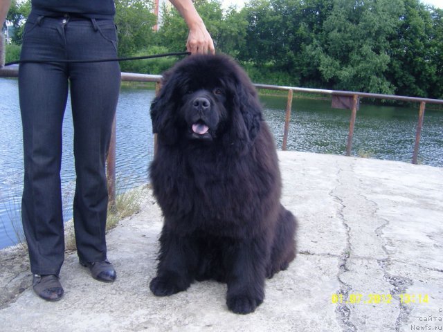 Фото: ньюфаундленд Adel Anois (Адель Аноис)