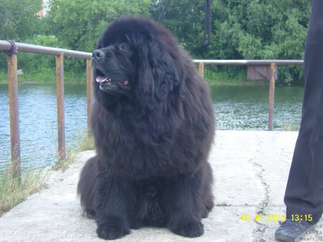 Фото: ньюфаундленд Adel Anois (Адель Аноис)