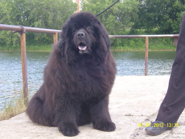 Фото: ньюфаундленд Adel Anois (Адель Аноис)