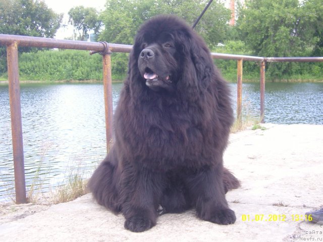 Фото: ньюфаундленд Adel Anois (Адель Аноис)