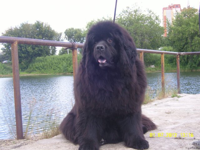 Фото: ньюфаундленд Adel Anois (Адель Аноис)