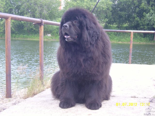 Фото: ньюфаундленд Adel Anois (Адель Аноис)