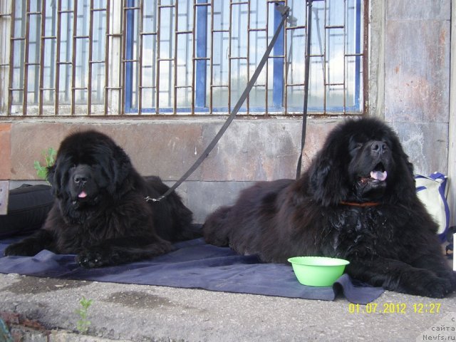 Фото: ньюфаундленд Angelo Orso Cerera (Анджело Орсо Церера), ньюфаундленд Adel Anois (Адель Аноис)