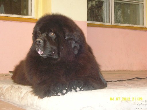 Фото: ньюфаундленд Adel Anois (Адель Аноис)