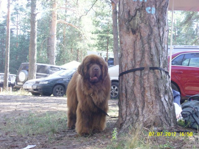 Фото: ньюфаундленд Angelo Orso Vilgelm (Анджело Орсо Вильгельм)