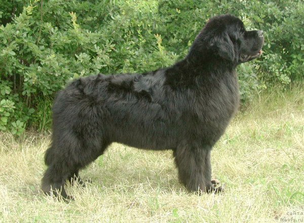 Фото: ньюфаундленд Vvizard Newf Mermaid des Oursons du Vent