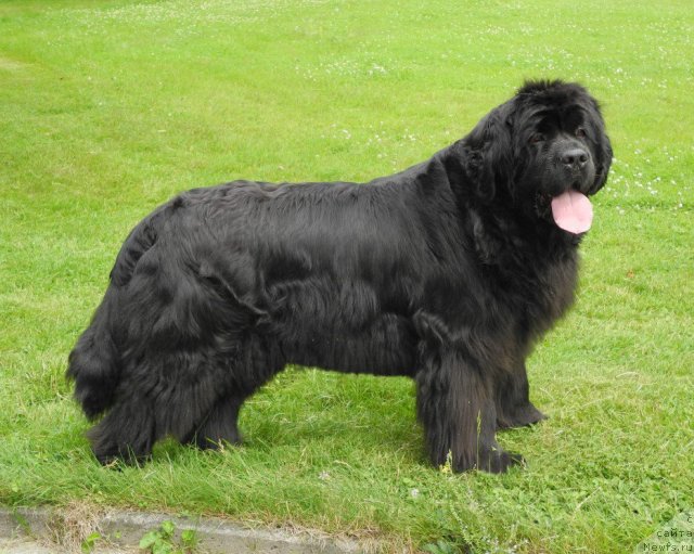 Фото: ньюфаундленд Rhonda vom Trieberg