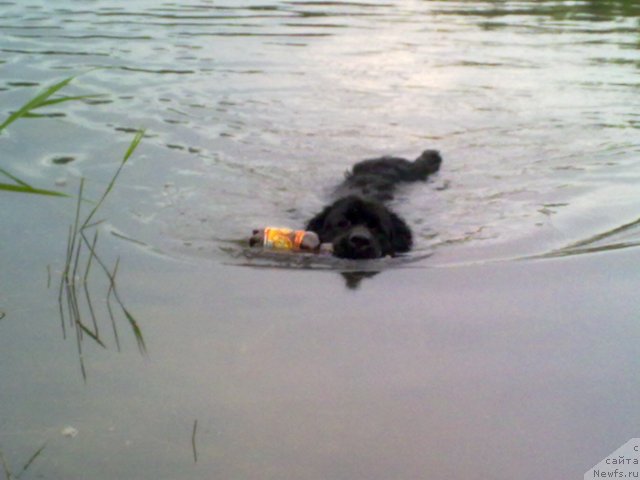 Фото: ньюфаундленд Velikiy Medved' Zagadka (Великий Медведь Загадка)