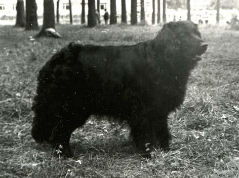 Фото: ньюфаундленд CHarodeyka (Чародейка)