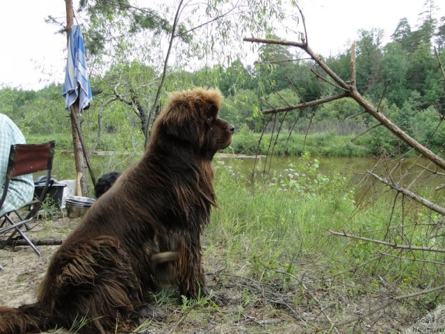 Фото: ньюфаундленд Barhatka Roskoshnaya (Бархатка Роскошная)