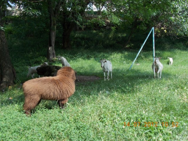 Фотография № 101425