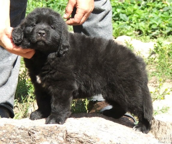 Фото: ньюфаундленд Plushevaya Panda Cinnamon Sugar (Плюшевая Панда Циннамон Сугар)