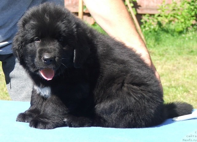 Фото: ньюфаундленд Plushevaya Panda Centre Stage (Плюшевая Панда Центре Стаге)