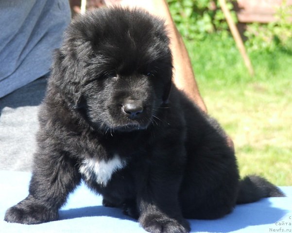 Фото: ньюфаундленд Plushevaya Panda Centre Stage (Плюшевая Панда Центре Стаге)
