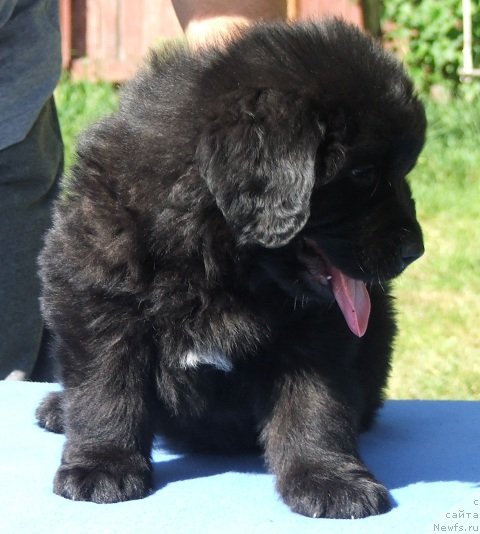 Фото: ньюфаундленд Plushevaya Panda Centaurus Onley fo Yu (Плюшевая Панда Центавр Онли фо Ю)