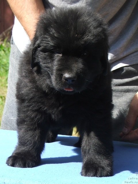 Фото: ньюфаундленд Plushevaya Panda Coy My Favorit Music (Плюшевая Панда Цой Май Фейворит Мьюзик)