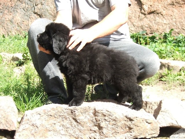 Фото: ньюфаундленд Plushevaya Panda Coy My Favorit Music (Плюшевая Панда Цой Май Фейворит Мьюзик)