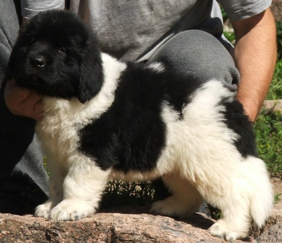 Фото: ньюфаундленд Plushevaya Panda Citrus Fresh (Плюшевая Панда Цитрус Фреш)