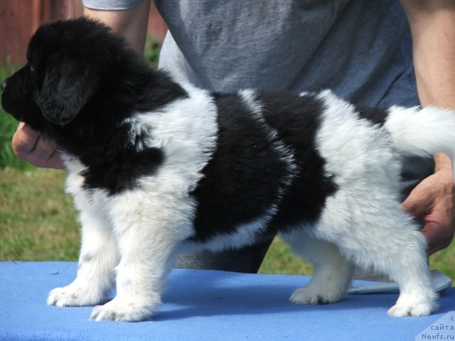 Фото: ньюфаундленд Plushevaya Pandа Tsаrskaya Osoba Fike (Плюшевая Панда Царская Особа Фике)