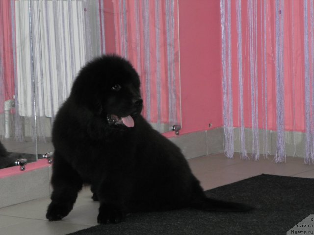 Фото: ньюфаундленд Bi Perfekt Asker (Би Перфект Аскер)