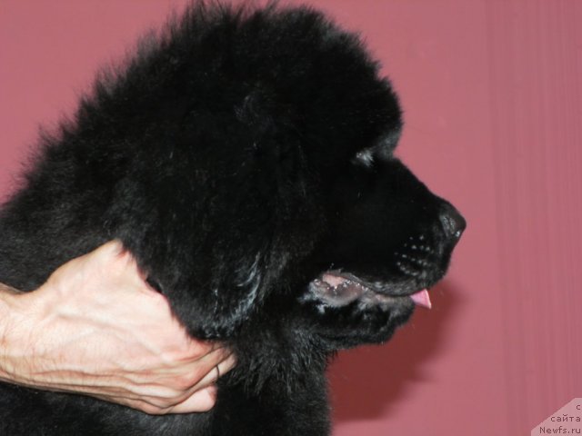 Фото: ньюфаундленд Bi Perfekt Asker (Би Перфект Аскер)