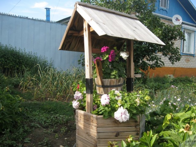 Фото: ньюфаундленд YUnona (Юнона)