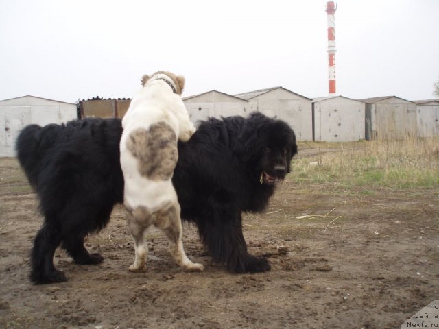 Фото: ньюфаундленд Mister N'yuf ot Marleon Dusvik (Мистер Ньюф от Марлеон Дусвик)