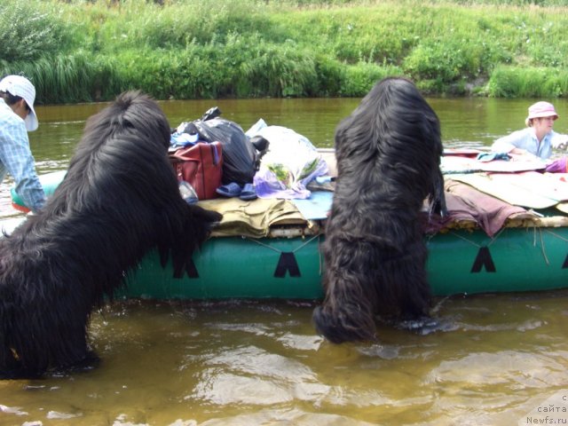 Фото: ньюфаундленд Baloven' Sud'byi (Баловень Судьбы), ньюфаундленд N'yufort Lunnyiy Barhat (Ньюфорт Лунный Бархат), Galiya Gizatullina (Галия Гизатуллина), Ol'ga Budina (Ольга Будина)