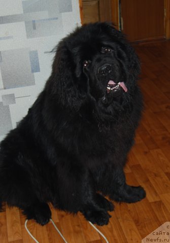 Фото: ньюфаундленд Fregat ot Sibirskogo Medvedya (Фрегат от Сибирского Медведя)