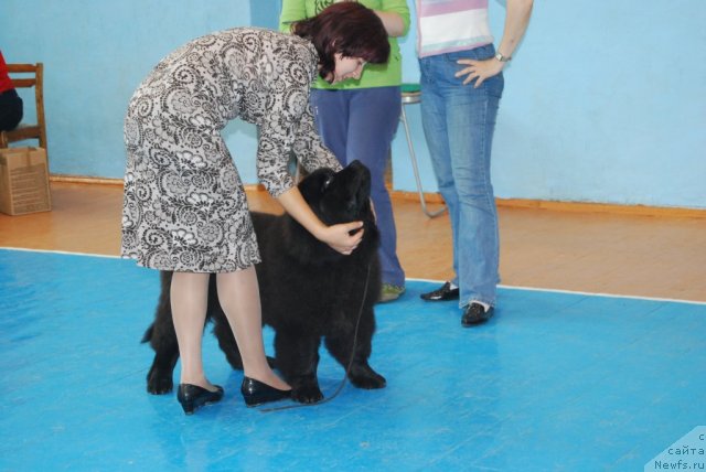 Фото: ньюфаундленд Fregat ot Sibirskogo Medvedya (Фрегат от Сибирского Медведя), Svetlana Vasil'chuk (Светлана Васильчук)