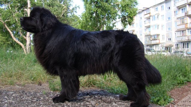 Фото: ньюфаундленд Sent Djons Tender Kiss of Elly (Сент Джонс Тендер Кисс оф Элли)