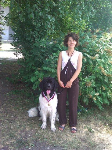 Фото: ньюфаундленд CHaruyuschaya Vzglyadom ot Sibirskogo Medvedya (Чарующая Взглядом от Сибирского Медведя)