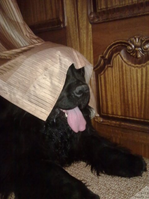 Фото: ньюфаундленд Ekselent Stil  iz Medvej'ego YAra (Екселент Стил  из Медвежьего Яра)