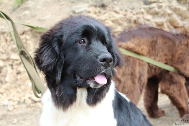 Фотография № 101484