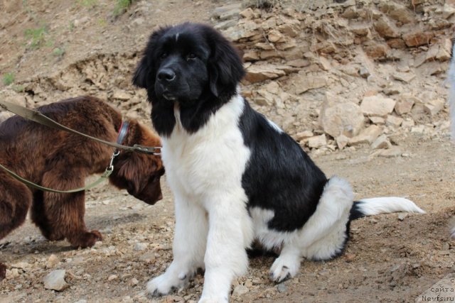 Фотография № 101485