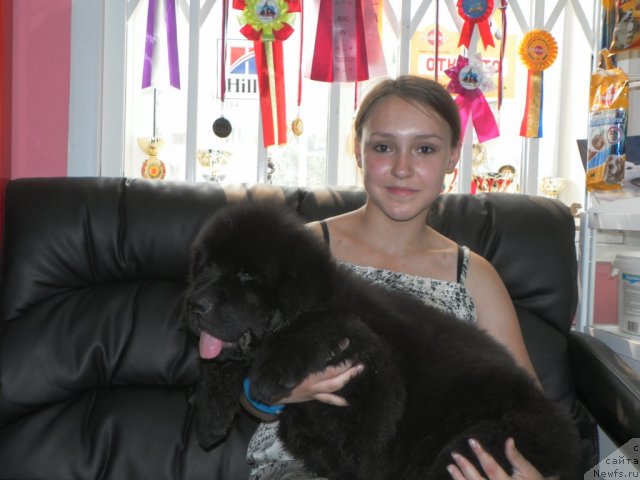 Фото: ньюфаундленд Bi Perfekt Ademi (Би Перфект Адеми)